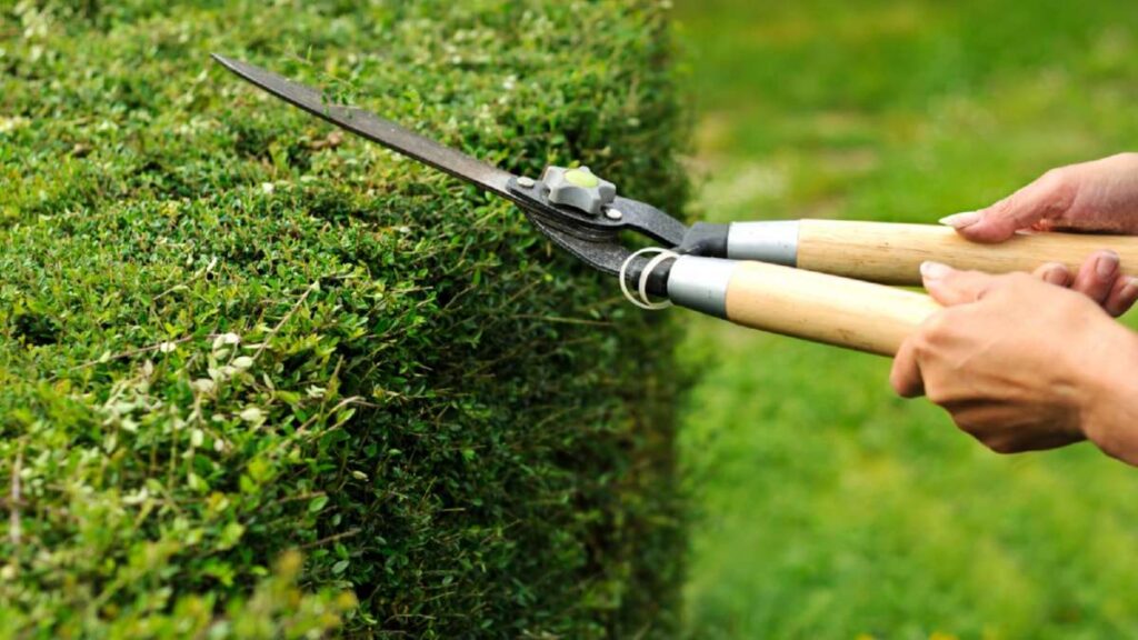Hands using pruning shears to trim a lush green hedge in a garden setting, highlighting landscaping care for Driveways Wicklo