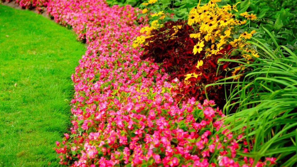 Vibrant flower beds with pink and yellow blooms alongside lush green grass, enhancing Driveways Wicklow's beauty